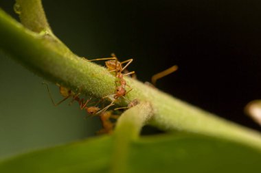 Ağaçtaki karınca.