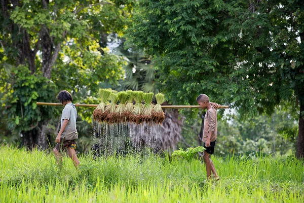 Los Niños Sonríen Mientras Descansan Junto Los Brotes Arroz — Foto de Stock