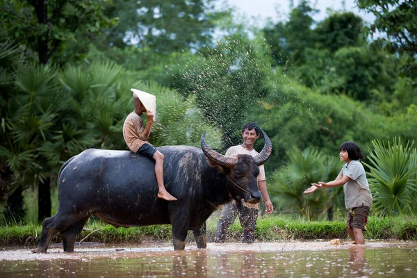 Los Niños Son Divertidos Con Padre Búfalo —  Fotos de Stock