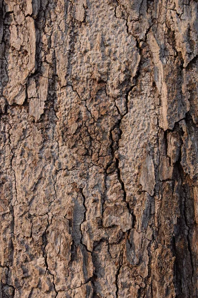 나무껍질의 — 스톡 사진