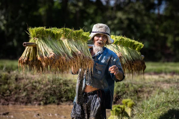 タイの農家は雨季に米を栽培する 彼は肩の上に米の芽を世話しています 彼らは植え付けの準備をするために水と泥で浸されています 収穫まであと3ヶ月 — ストック写真