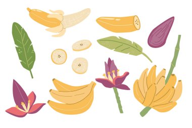 Çeşitli muz çeşitleri ve parçaları: yapraklar, çiçekler ve meyveler.