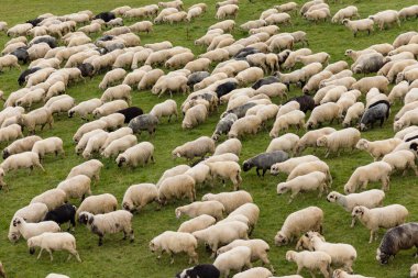 Aerial photo of a flock of sheep in a meadow in the mountains.