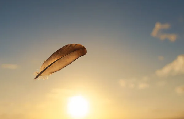 羽毛在日落时在天空中飞翔 — 图库照片