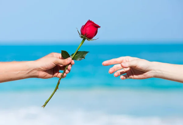 Homme Donnant Une Belle Rose Rouge Femme Relation Concept Amour — Photo