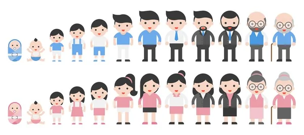 Yeni doğan çocuk, Genç, Yetişkin, orta yaş ve emekli insan hayat döngüsü