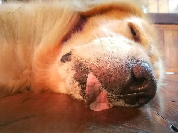 Cão Encantador Com Língua Dormir Chão Madeira — Fotografia de Stock