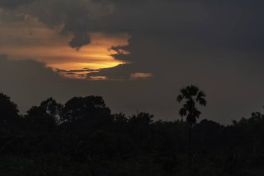 Hindistan cevizi hurma ağacı batımında silüeti