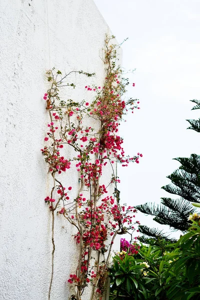 Tropische Landschaft Urlaub Reise Hintergrund Reise Sommer Konzept Blumen Betoninsel — Stockfoto