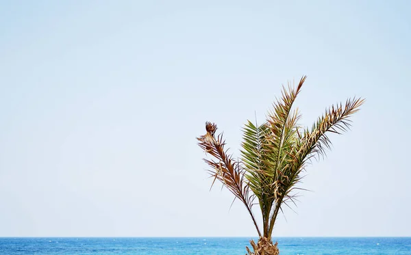 Paisaje Tropical Vacaciones Antecedentes Viaje Verano Concepto Flores Isla Creta — Foto de Stock