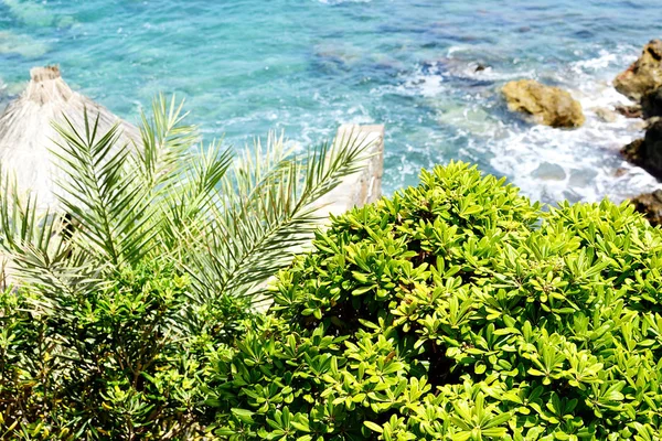 Paesaggio Tropicale Vacanze Viaggi Sfondo Viaggio Estate Concetto Fiori Isola — Foto Stock