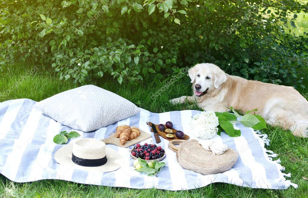 Picnic with Dog Golden Retriever Labrador Family Instagram Style Food Fruit Bakery Berries Green Grass Summer Time Rest Background Sunlight