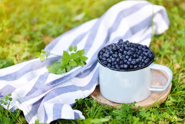 Fresh Organic Wild Blueberries Old Retro Cup Green Grass Summer — Stock Photo, Image