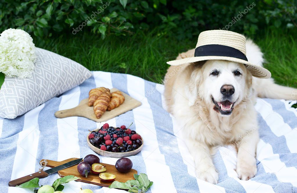 Picnic with Dog Golden Retriever Labrador Instagram Style Food Fruit Bakery Berries Green Grass Summer Time Rest Background Sunlight