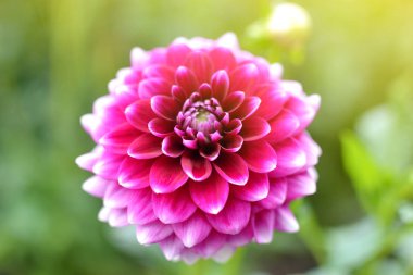 Dahlia Botanik Bahçesi, sonbahar kavramı, renkli çiçek