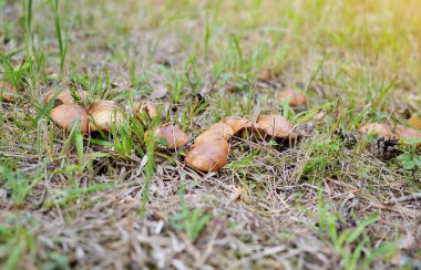 Ormanda büyüyen mantar