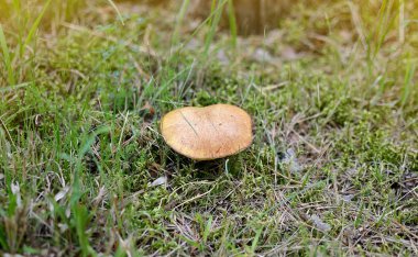 Ormanda büyüyen mantar