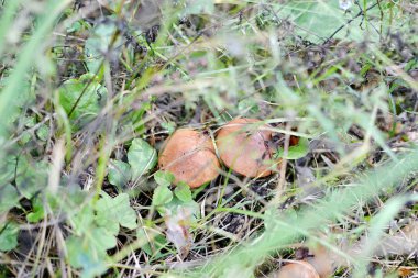 Ormanda büyüyen mantar