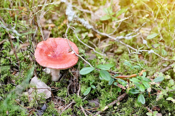 Paddenstoel Groeit Het Bos — Stockfoto