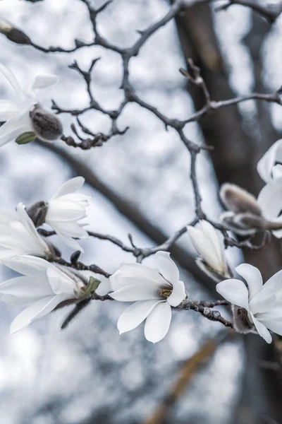 Όμορφο Άσπρο Magnolia Λουλούδια Ανθίζουν Στο Magnolia Δέντρο Στον Κήπο — Φωτογραφία Αρχείου