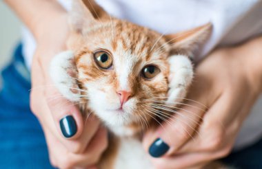 Kadının ellerinde evde oturan sevimli küçük zencefil yavru kedi