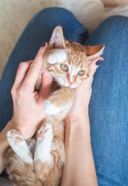 Kadının ellerinde evde oturan sevimli küçük zencefil yavru kedi