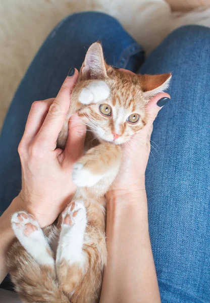 Kadının ellerinde evde oturan sevimli küçük zencefil yavru kedi