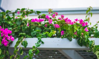 Tropikal peyzaj kaktüs tatil seyahat arka plan yolculuk yaz konsepti çiçek Girit Adası Yunanistan