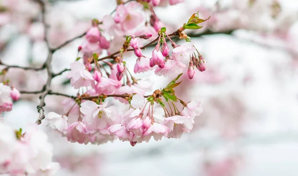 Flores Sakura Florescem Japão Cerejeira Jardim Tempo Primavera Foto Tonificada — Fotografia de Stock