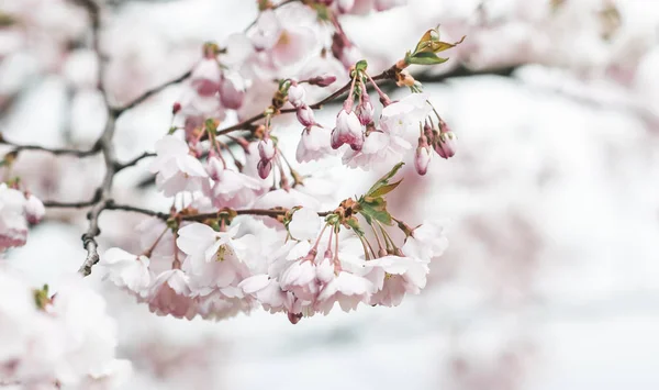 Flores Sakura Florescem Japão Cerejeira Jardim Tempo Primavera Foto Tonificada — Fotografia de Stock