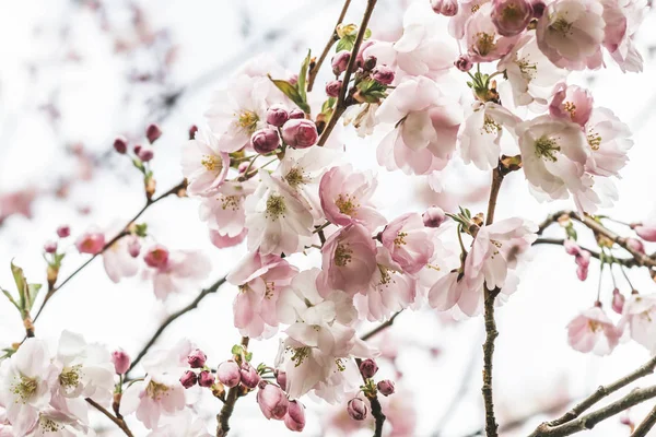 Flores Sakura Florescem Japão Cerejeira Jardim Tempo Primavera Foto Tonificada — Fotografia de Stock