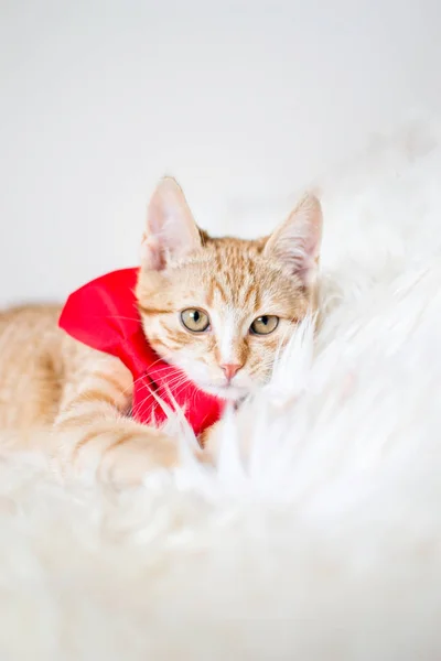 Lindo Gatito Jengibre Con Pajarita Roja Colocada Manta Blanca Suave — Foto de Stock