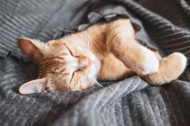Gri battaniyeye uyuyan sevimli küçük zencefil kedi yavrusu sakin tonda zaman, fotoğraf, vintage