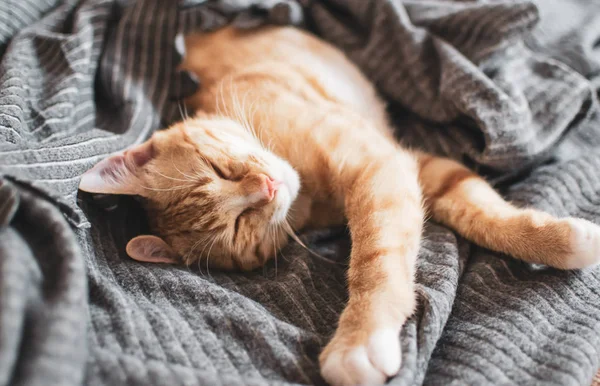 Gatinho Gengibre Bonito Dormindo Cobertor Cinza Tempo Relaxamento Foto Tonificada — Fotografia de Stock