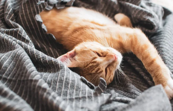 Cute Little Ginger Kitten Sleeping Gray Blanket Relax Time Toned — Stock Photo, Image