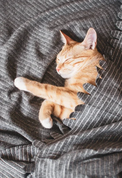 Gatinho Gengibre Bonito Dormindo Cobertor Cinza Tempo Relaxamento Foto Tonificada — Fotografia de Stock