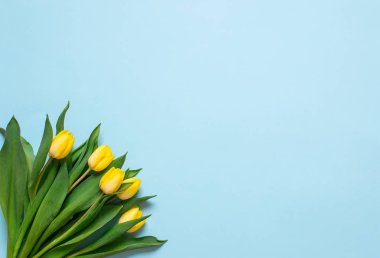 Sarı Lale buketi, mavi arka plan, bahar zamanı. Paskalya günü kavramı. Üstten Görünüm. Uzay kopyalayın. Kadının gün. Anneler günü
