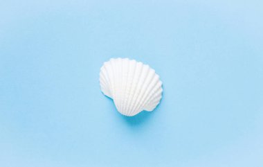 Mavi bir arka plan üzerinde egzotik deniz kabukları bileşimi. Yaz konsepti. Düz yatıyordu. Üstten Görünüm