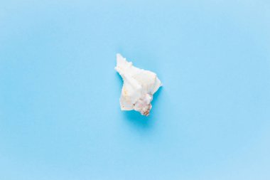 Mavi bir arka plan üzerinde egzotik deniz kabukları bileşimi. Yaz konsepti. Düz yatıyordu. Üstten Görünüm