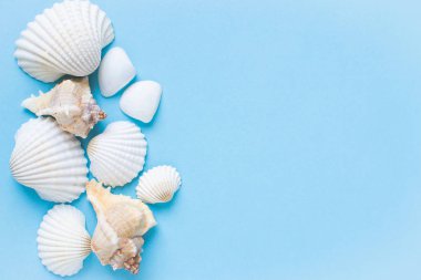 Mavi bir arka plan üzerinde egzotik deniz kabukları bileşimi. Yaz konsepti. Düz yatıyordu. Üstten Görünüm