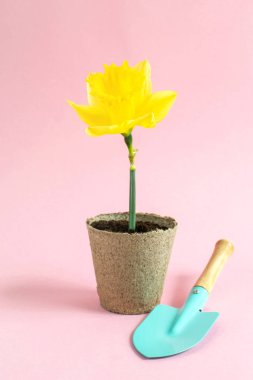 Eko tencere, bahar zaman, Copy Space, düz Lay sarı Daffodil çiçekler dikim