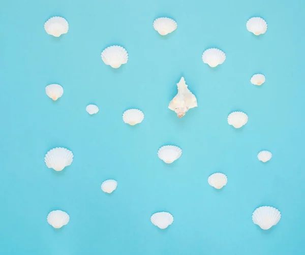 Composición Conchas Marinas Exóticas Sobre Fondo Azul Concepto Verano Lay — Foto de Stock