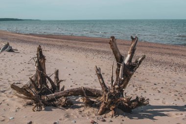 Baltık sahil manzara, Letonya, Jurkalne, tonda fotoğraf