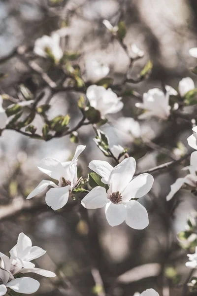 Lindas Flores Magnólia Florescem Árvore Magnólia Jardim Primavera Foto Tonificada — Fotografia de Stock