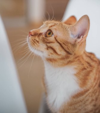 Sevimli küçük zencefil kedi evde gri battaniye döşeme, zaman dinlenmek