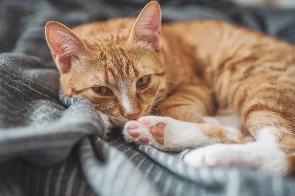 Mignon Petit Chat Roux Couché Dans Une Couverture Grise Maison — Photo