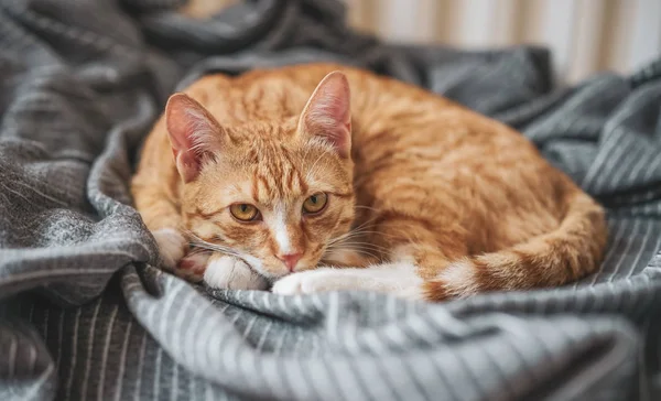 可爱的小姜猫躺在灰色的毯子在家里 放松时间 — 图库照片