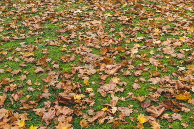 Ahşap Arka Planlı Sarı Akçaağaç Yaprakları, Altın Sonbahar Zamanı, Sonbahar