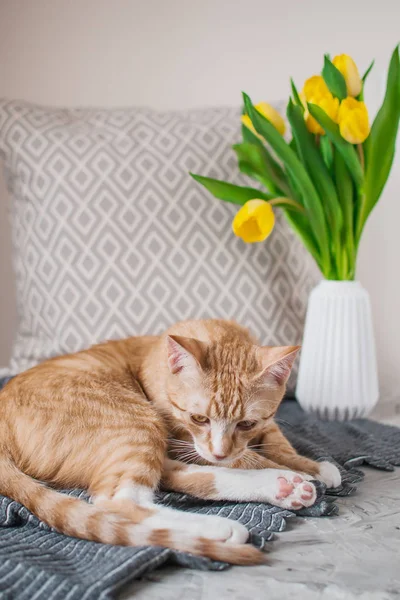 Χαριτωμένο Μικρό Τζίντζερ Γάτα Που Θέτει Γκρίζα Κουβέρτα Στο Σπίτι — Φωτογραφία Αρχείου