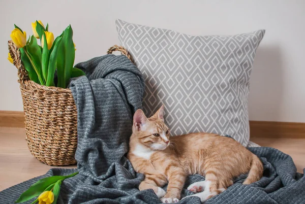 Mignon Petit Chat Roux Couché Dans Une Couverture Grise Maison — Photo